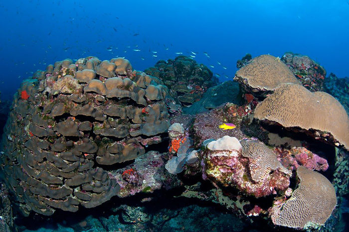 New study suggests eddies may influence coral resilience as ocean temperatures rise