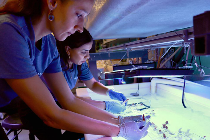 New study demonstrates the impacts of multiple stressors on reef-building corals