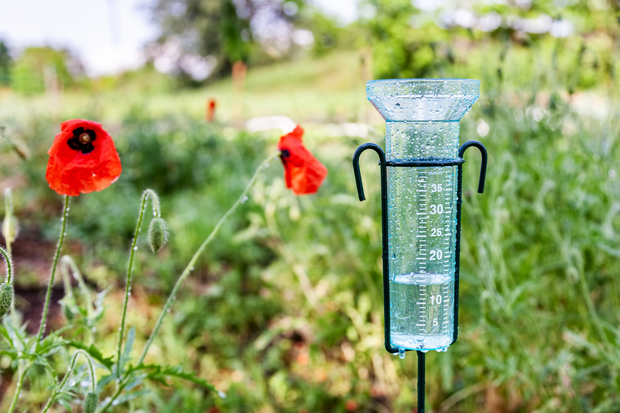 Red flowers, grass, and a transparent rain gauge with water droplets.